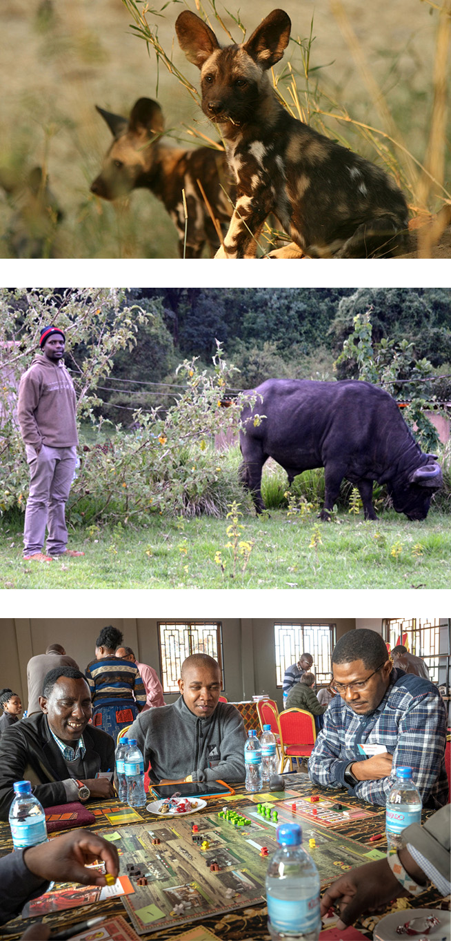 Three images showing animals and people playing a board game